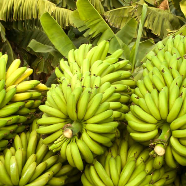 Banana Tree - Williams