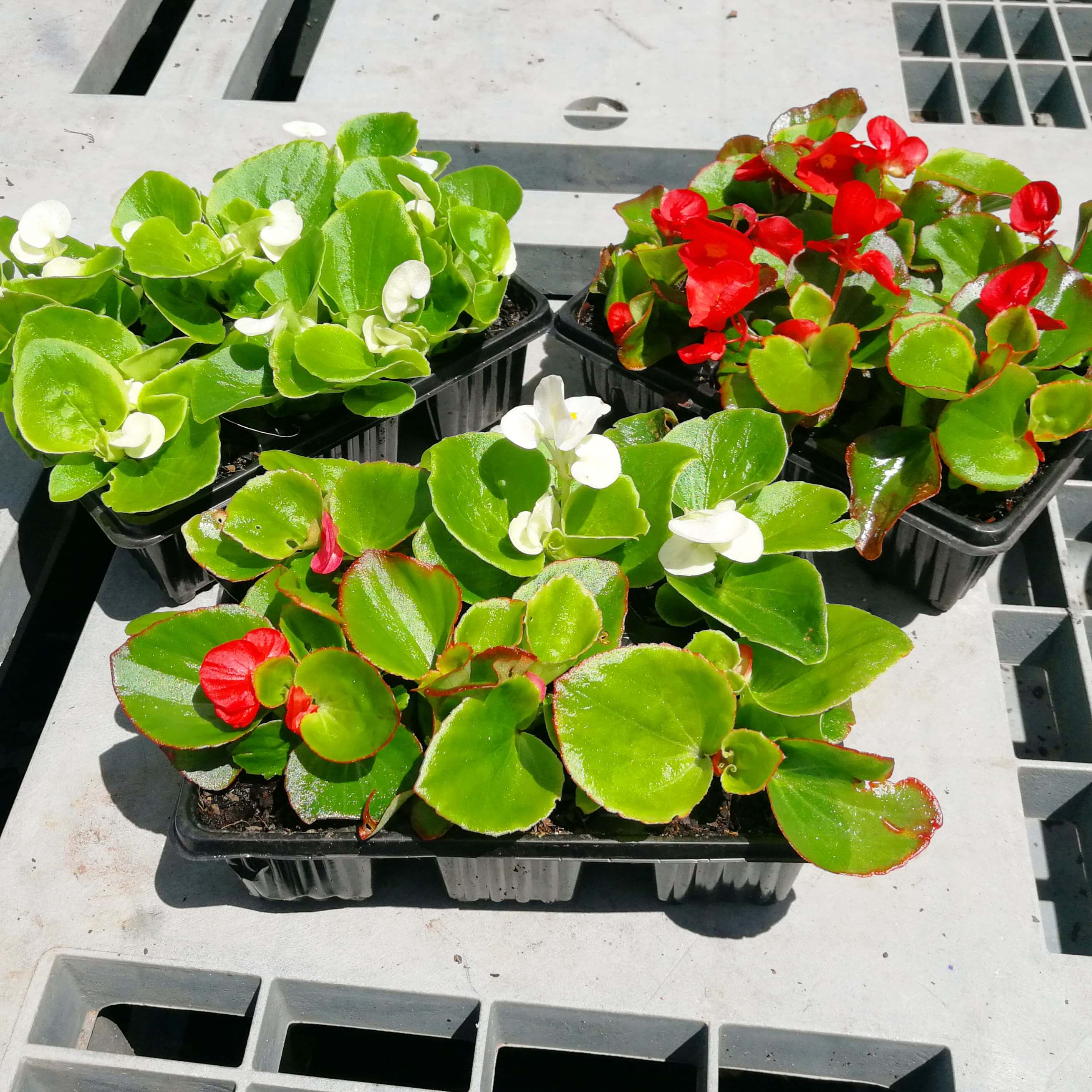 Begonias 6 pack