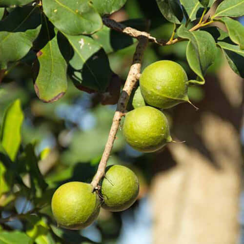 Macadamia Nut Tree - A4