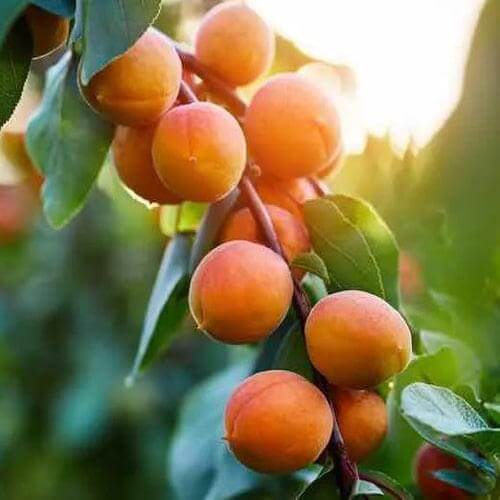 Apricot Tree - Soldonne