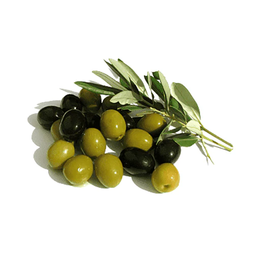 Olive Tree - Arbequina
