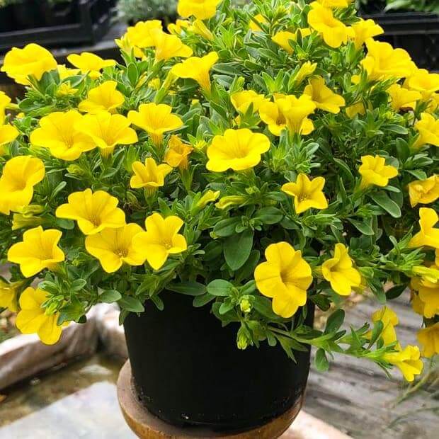 Calibrachoa 15cm Pot - Million Bells