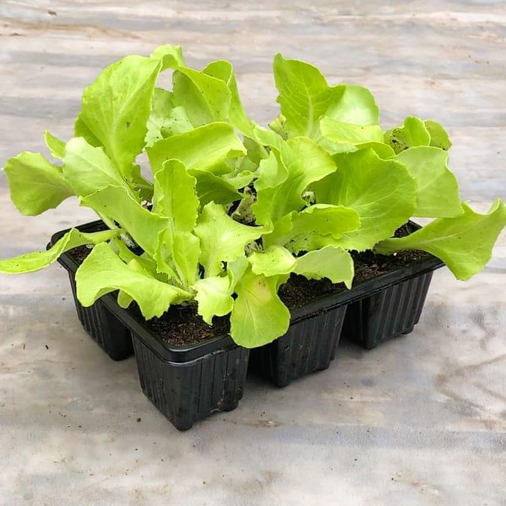 Lettuce 6 pack - Green Butter