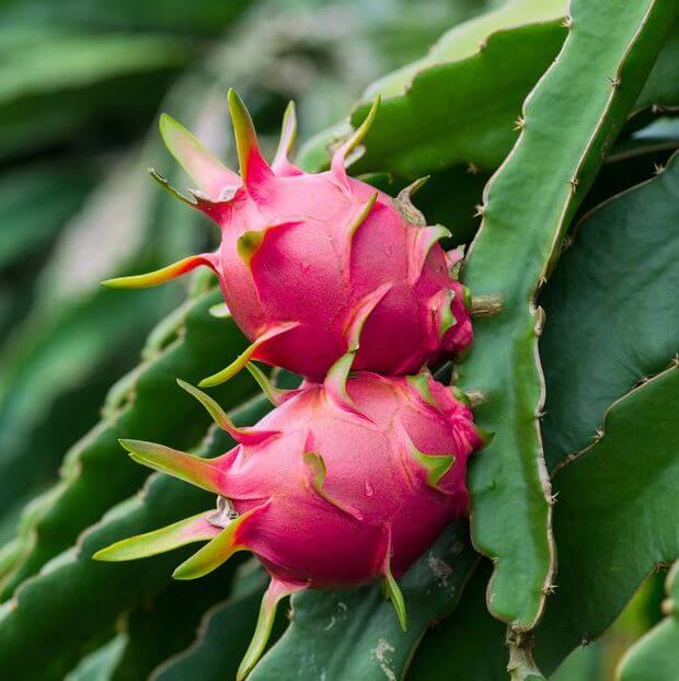 Dragon Fruit - Ruby Red (20L)