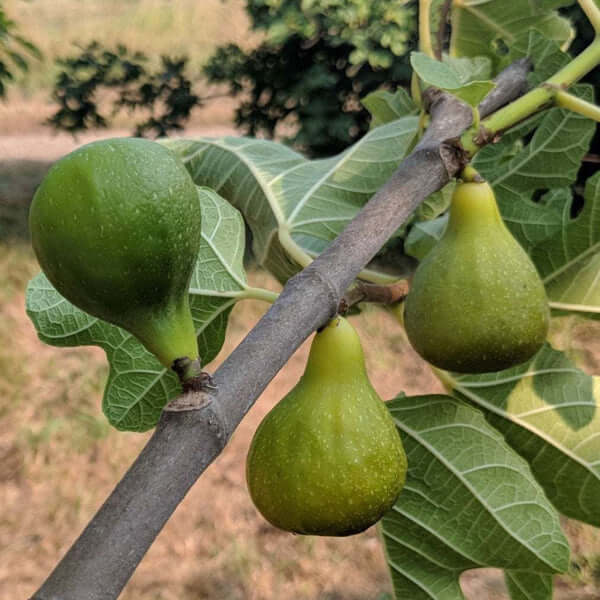 Fig Tree - King