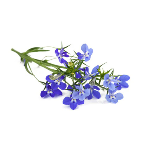 Lobelia 6 pack - Mix