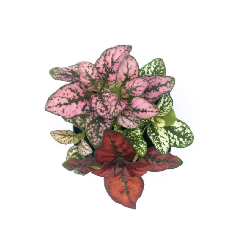 Hypoestes 6 pack - Mix