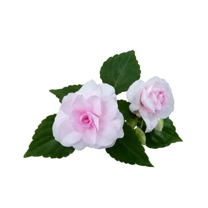 Sunpatiens 15cm Pot