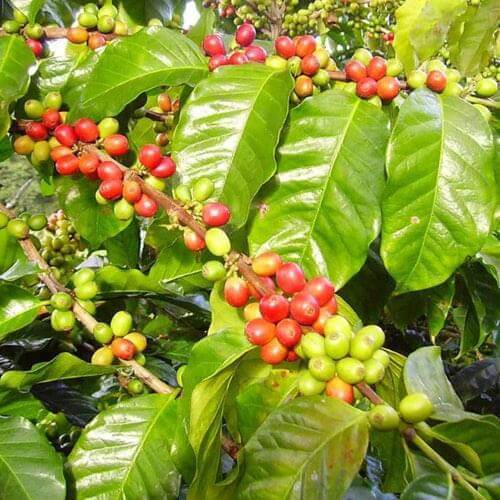 Arabica Coffee Tree