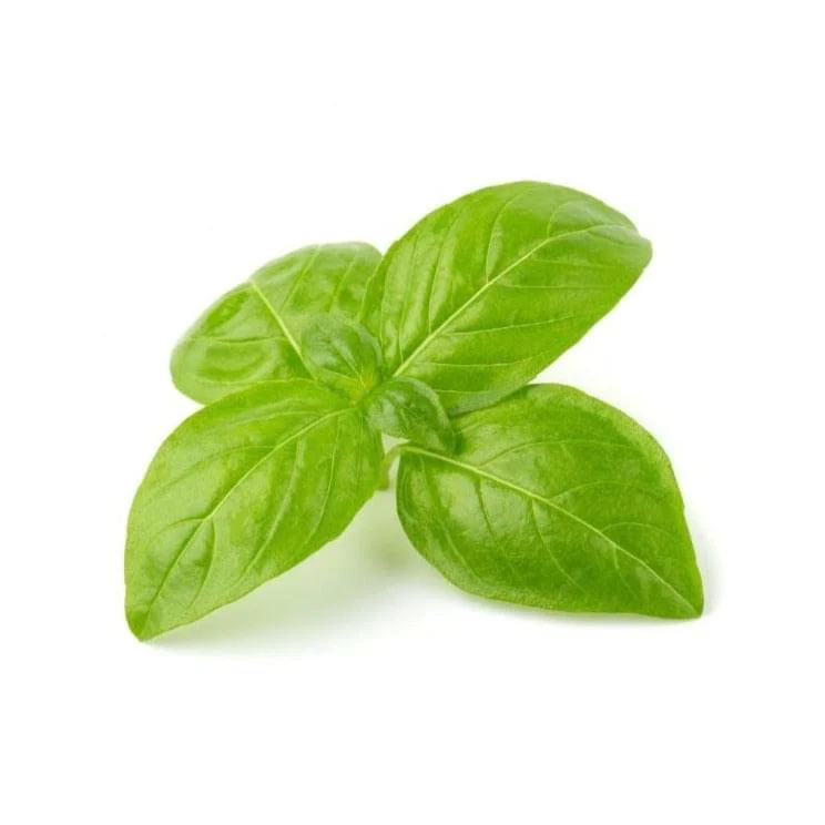 Basil 6 pack