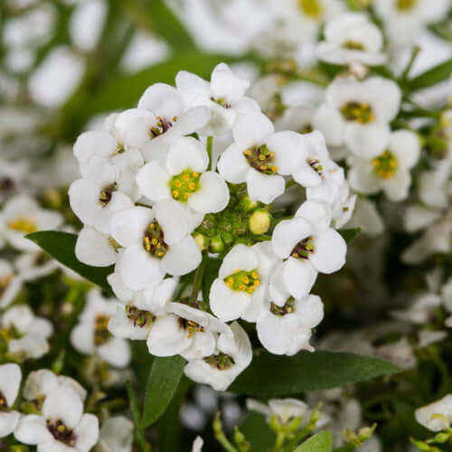 Alyssum 6 pack - White