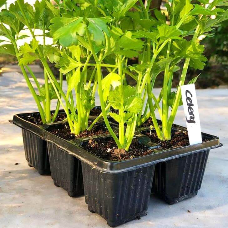 Celery 6 pack