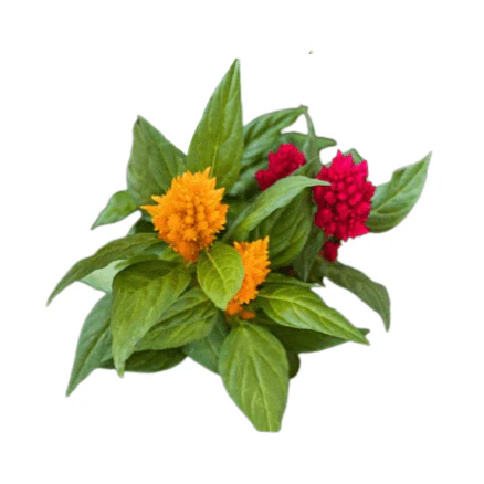 Celosia 6 pack - Mix