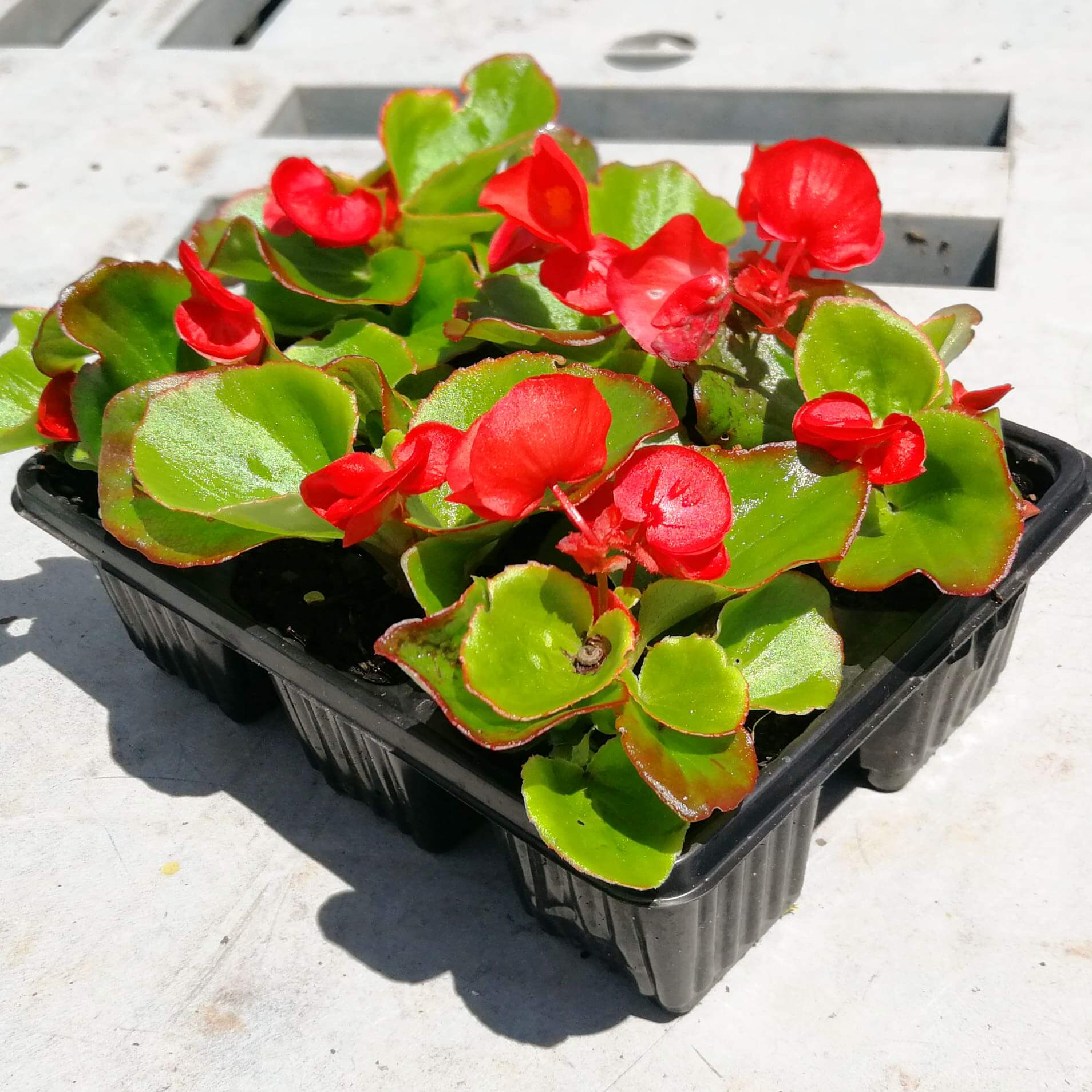 Begonias 6 pack