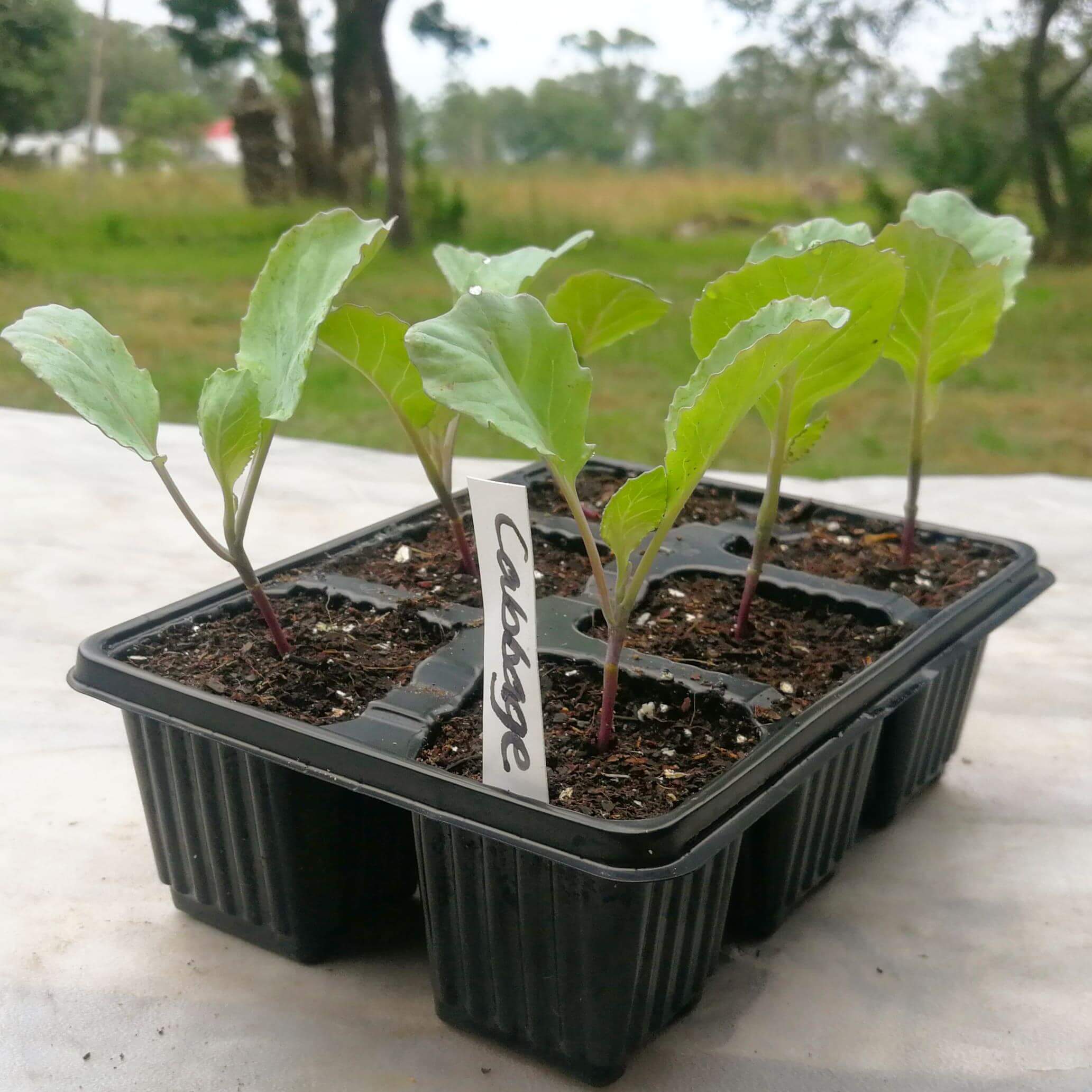 Cabbage 6 pack