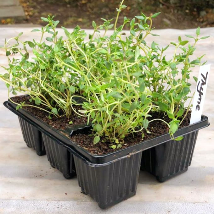 Thyme 6 pack
