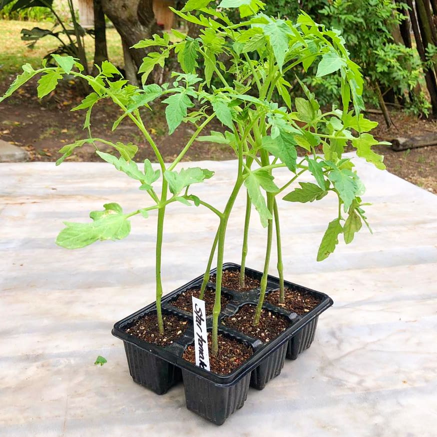 Tomato 6 pack - Star 9006