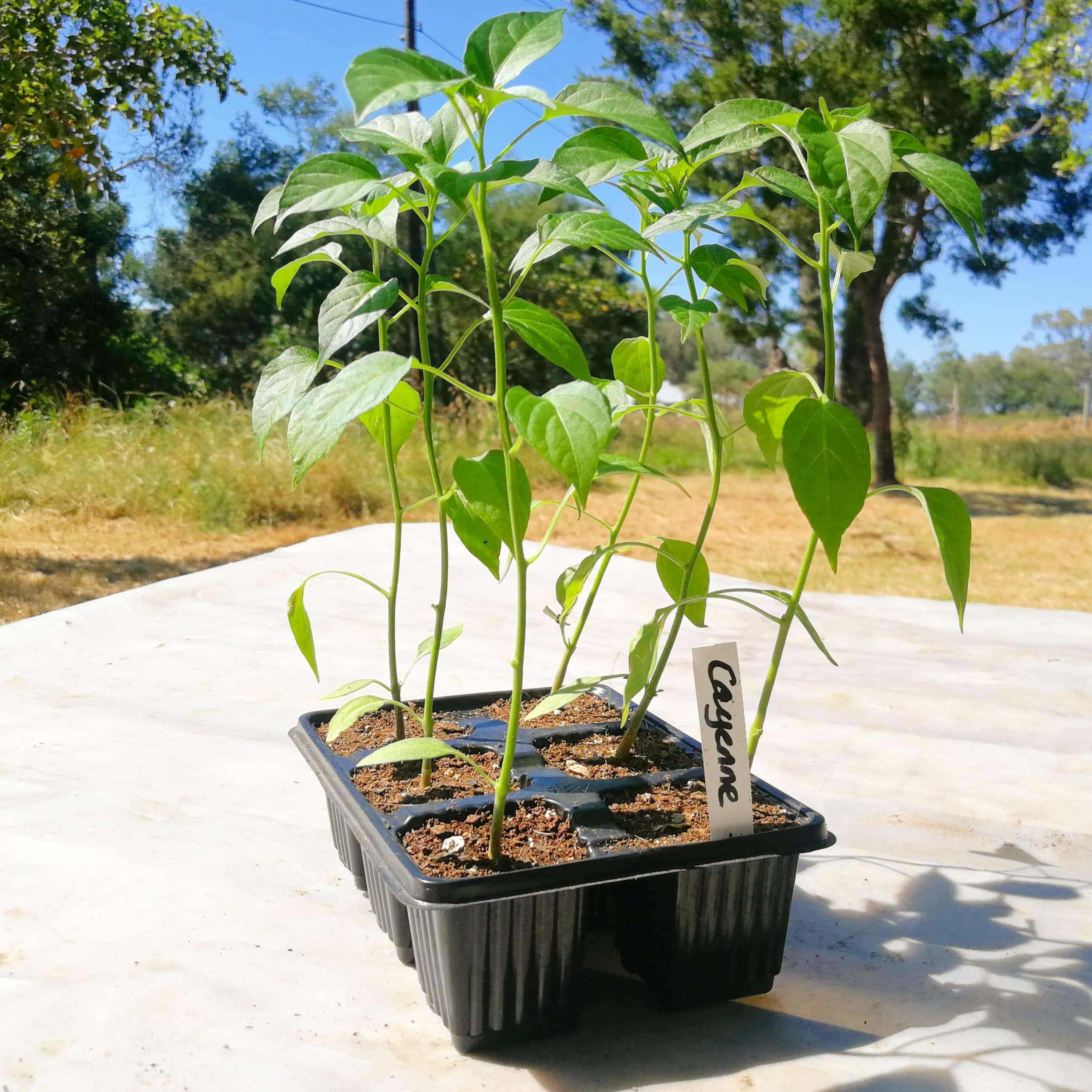 Chilli Peppers 6 pack - Cayenne Tracer