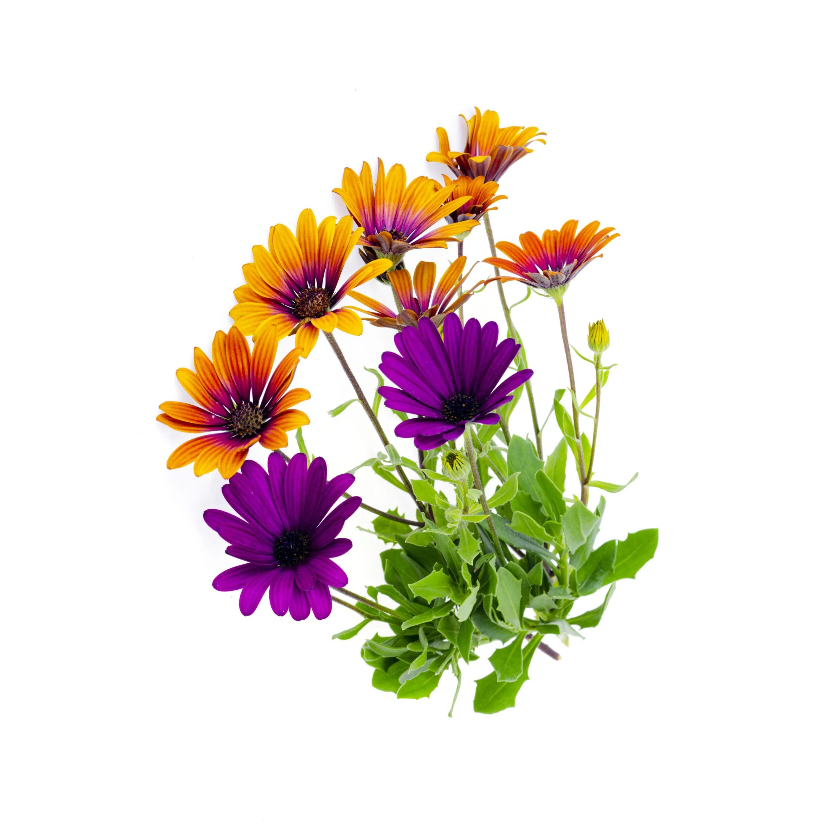 Osteospermum 15cm Pot - African Daisies