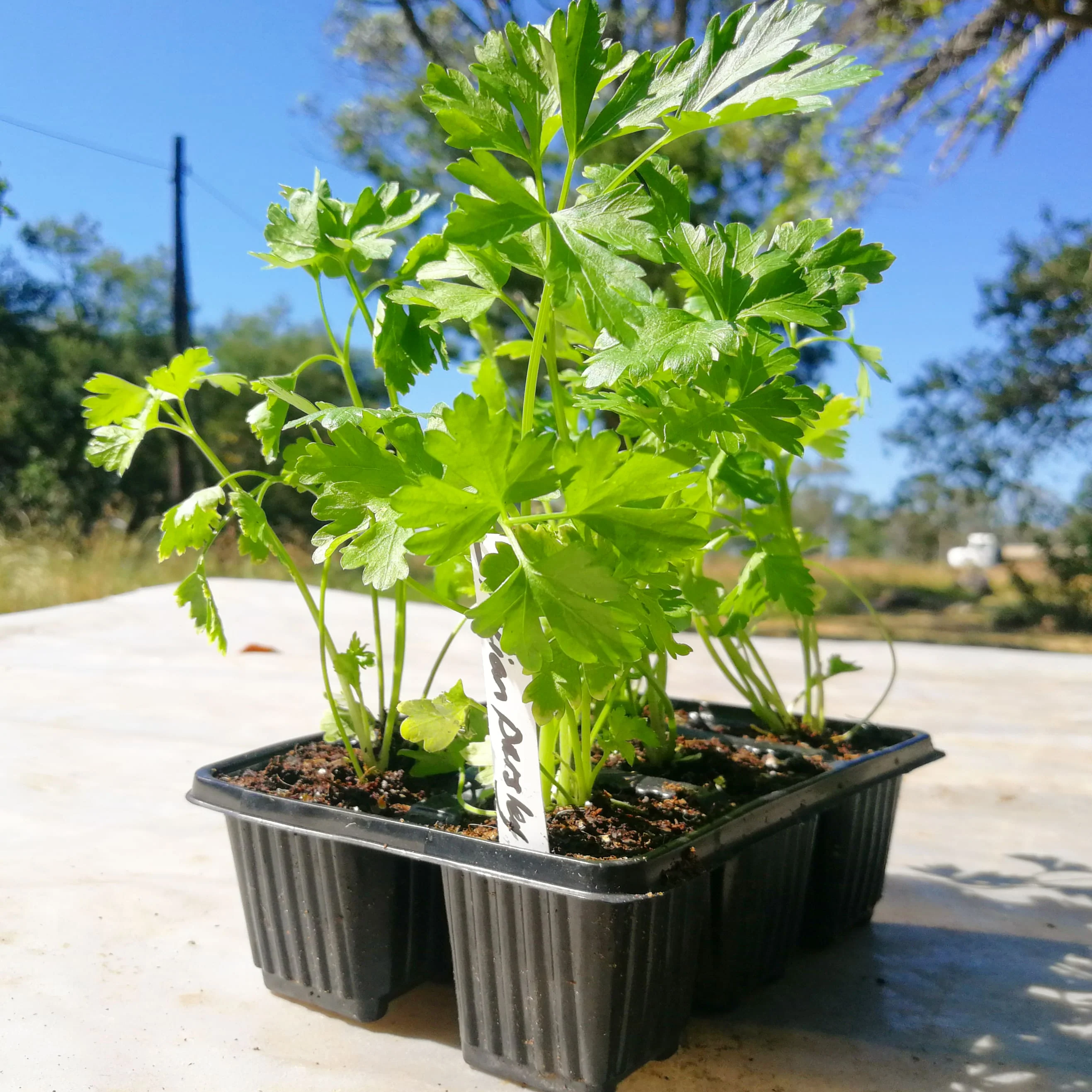 Parsley 6 pack - Italian Flat Leaf