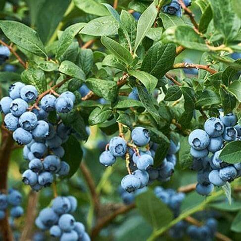 Blueberry Tree - SharpBlue