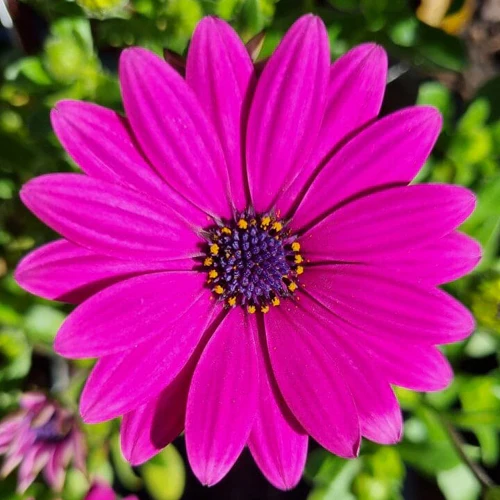 Osteospermum 15cm Pot - African Daisies