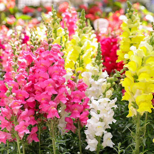 Snapdragon 6 pack - Mix