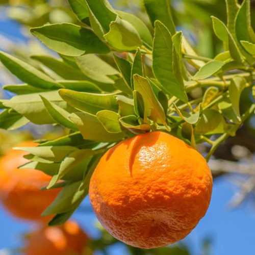 Naartjie Tree - Mandarin