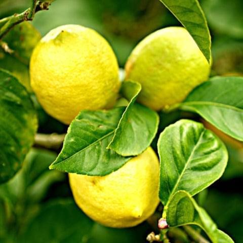 Lemon Tree - Eureka