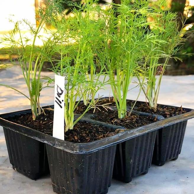 Dill 6 pack