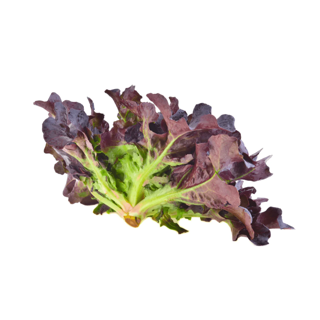 Lettuce 6 pack - Red Oak
