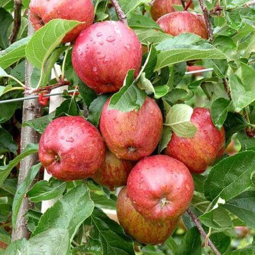 Apple Tree - Royal Beaut