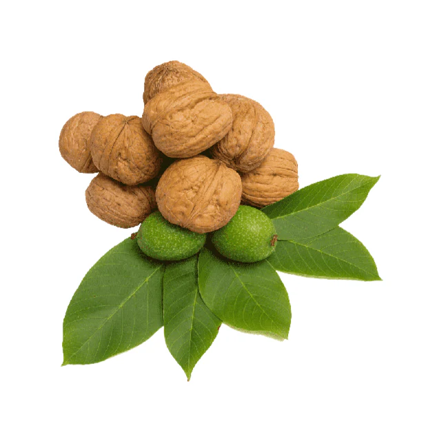 Walnut Tree- English