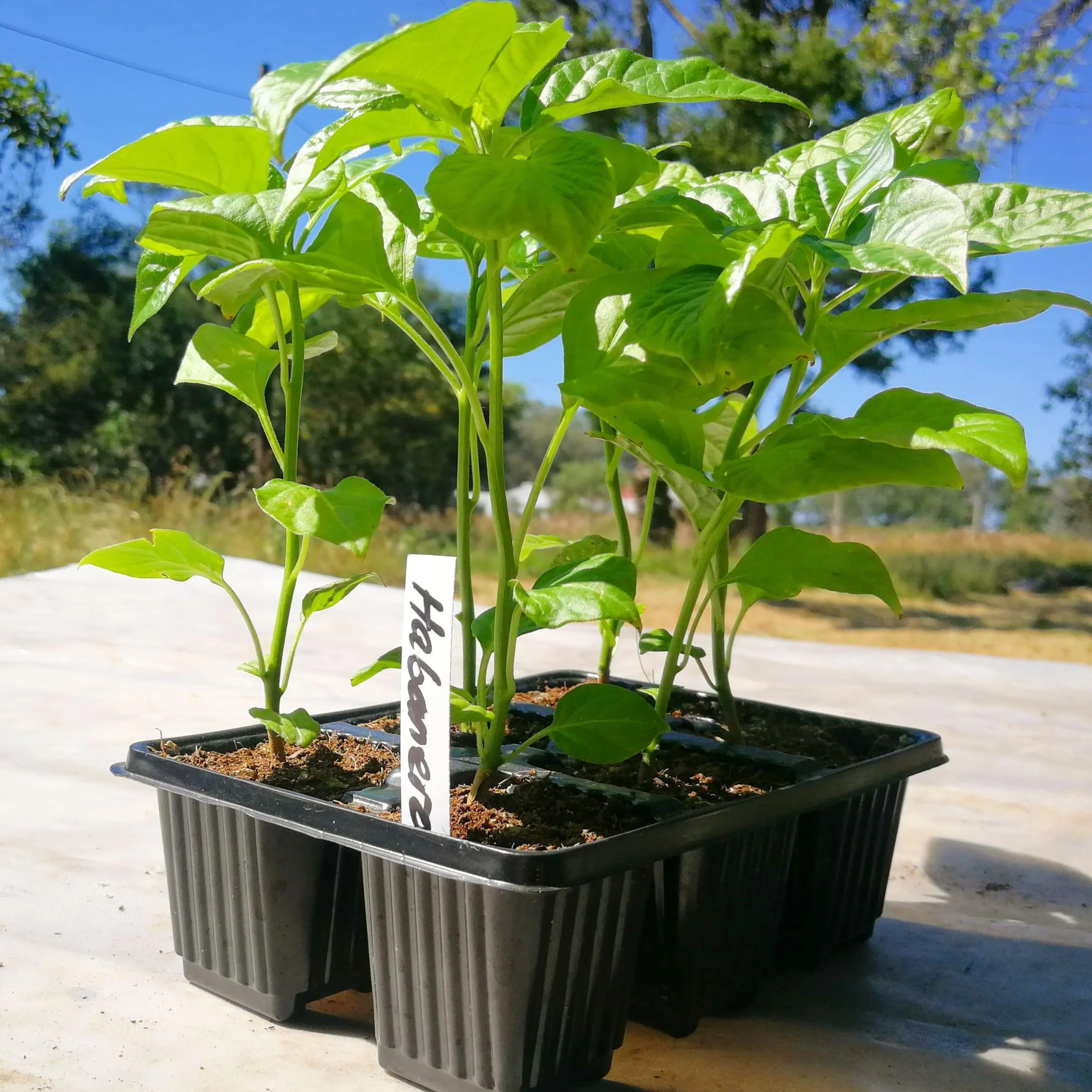 Chilli Peppers 6 pack - Habanero