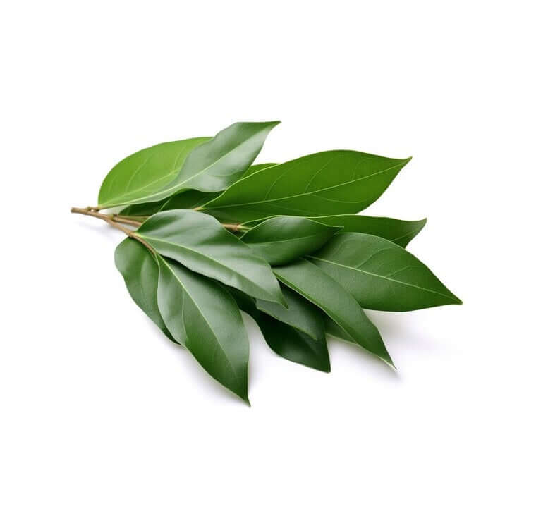 Bay Leaf Tree - Laurus Nobilis
