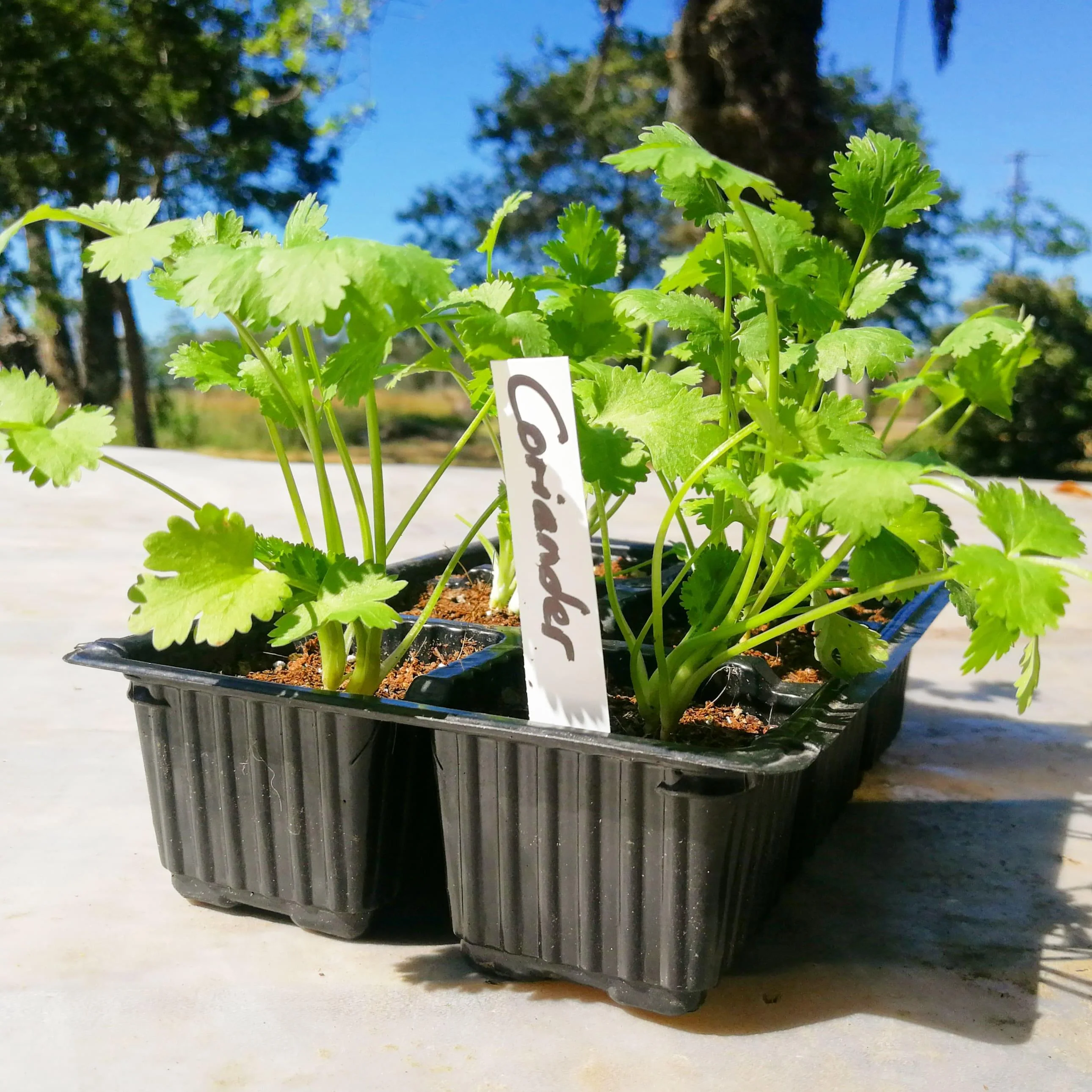 Coriander 6 pack
