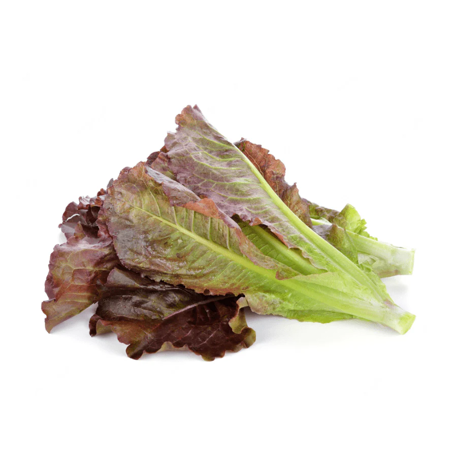 Lettuce 6 pack - Red Cos