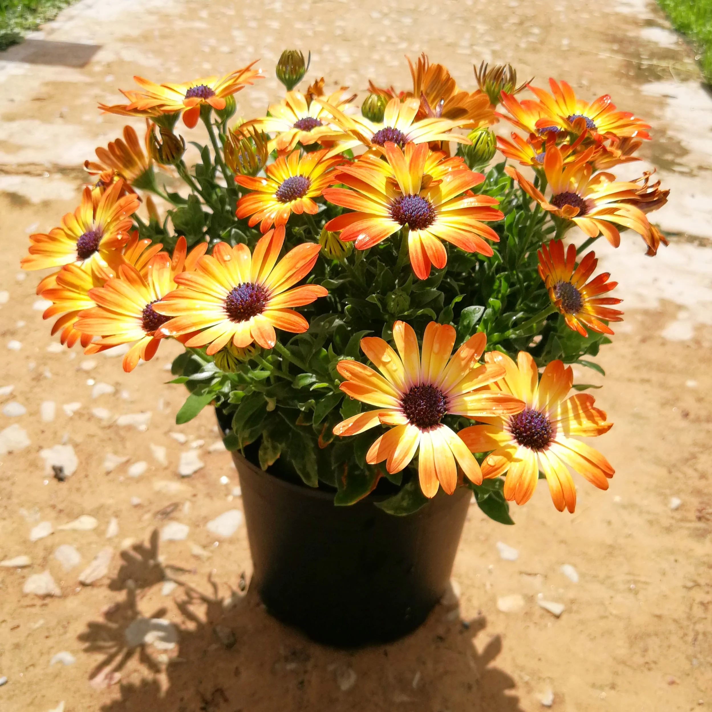 Osteospermum 15cm Pot - African Daisies