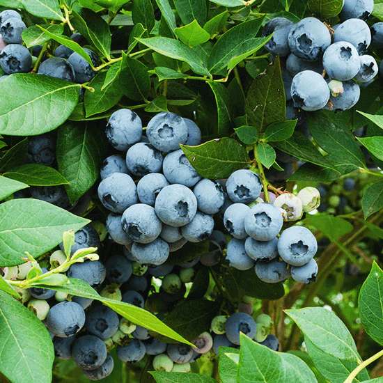 Blueberry Tree - Legacy