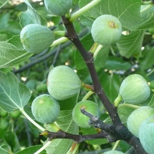 Fig Tree - Kadota