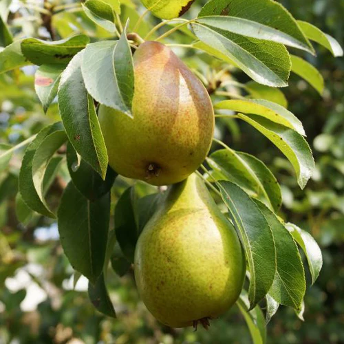 Pear Tree - Early Bon Chretien