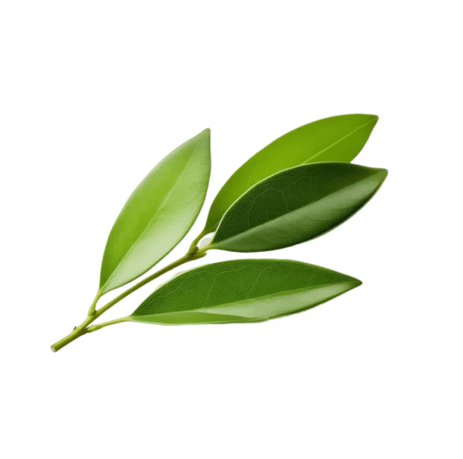 Curry Leaf Tree