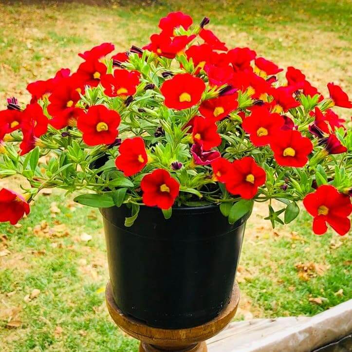 Calibrachoa 15cm Pot - Million Bells
