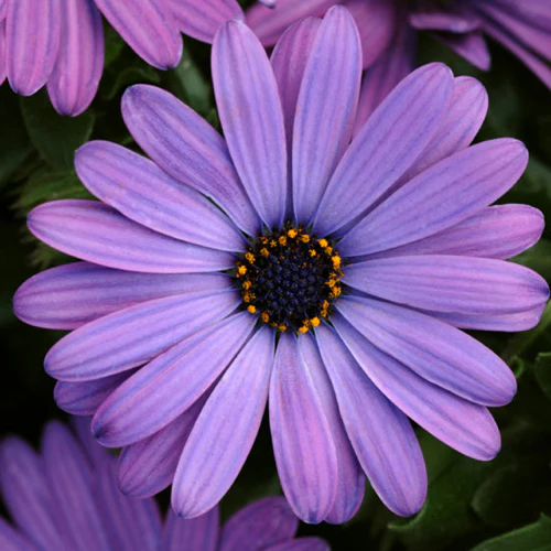 Osteospermum 15cm Pot - African Daisies
