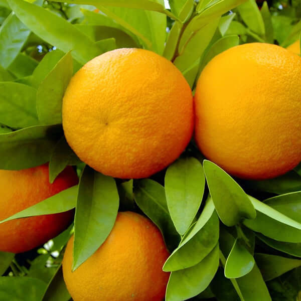Blood Orange Tree - Tarocco Ippolito