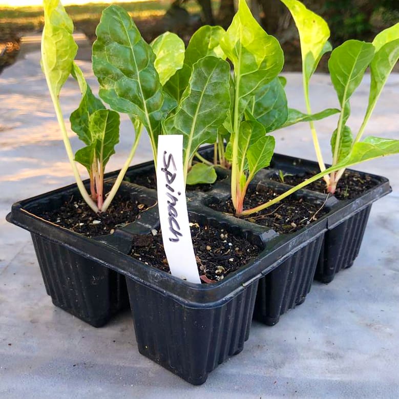 Spinach 6 pack - Fordhook Giant
