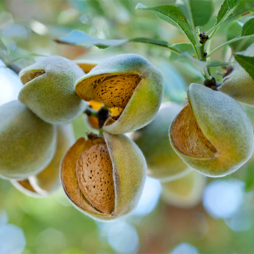 Almond Nut Tree - Alfahem
