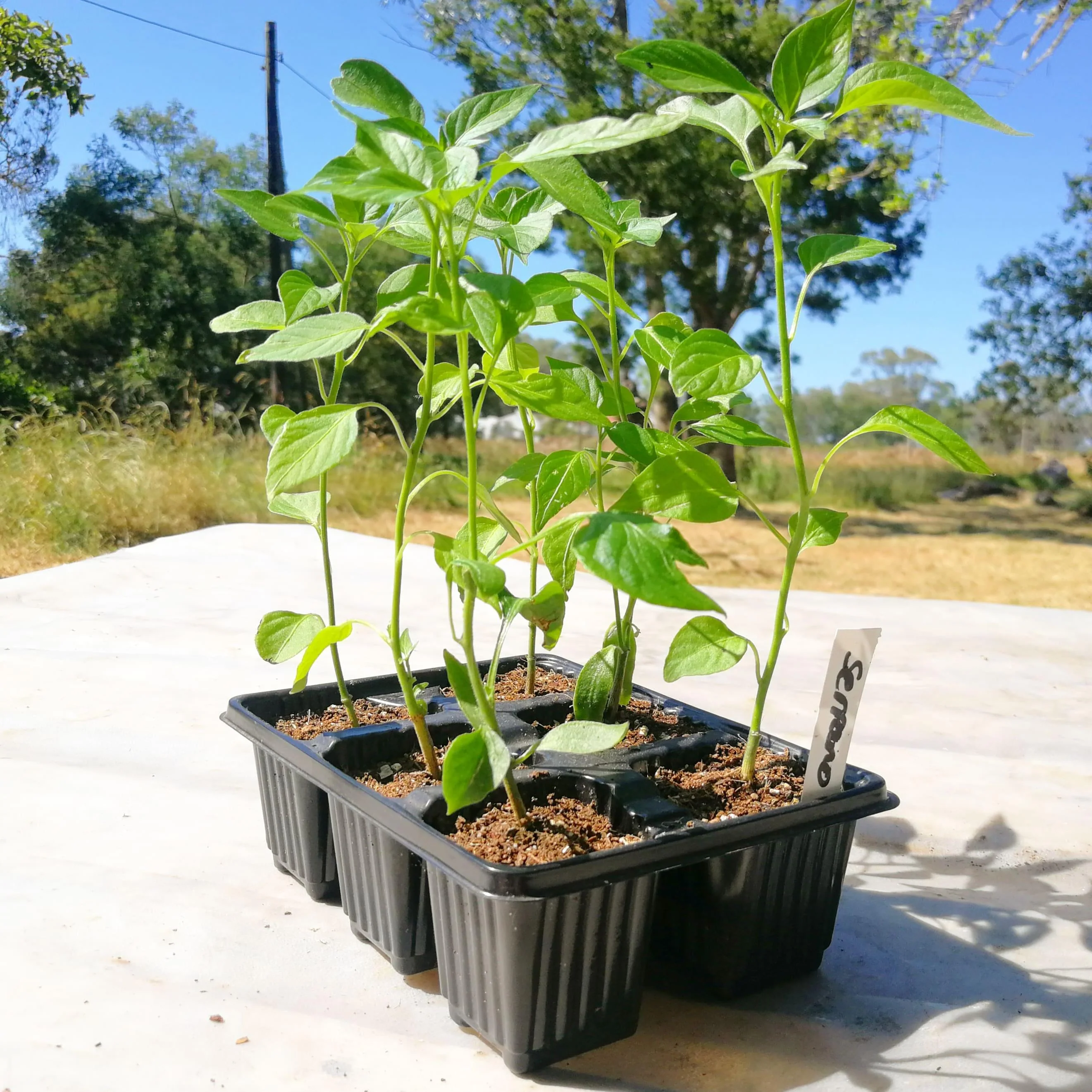 Chilli Peppers 6 pack - Serrano