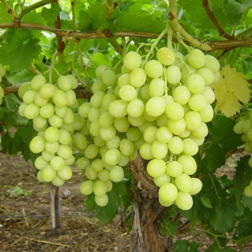 Grape Tree - Hanepoot