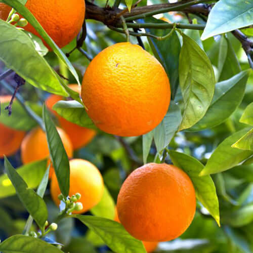 Blood Orange Tree - Cara Cara